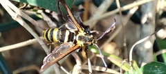 Nokona pilamicola
