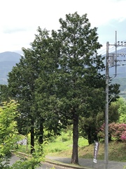 Chamaecyparis obtusa