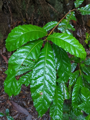 Sloanea australis (Benth.) F.Muell.