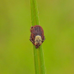 Dermacentor andersoni