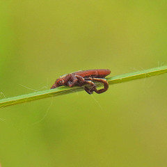 Dermacentor andersoni