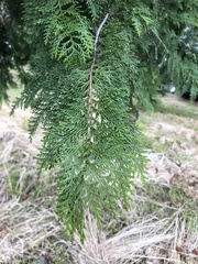 Chamaecyparis obtusa