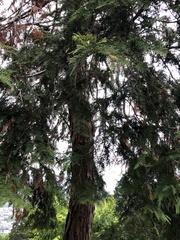 Chamaecyparis obtusa