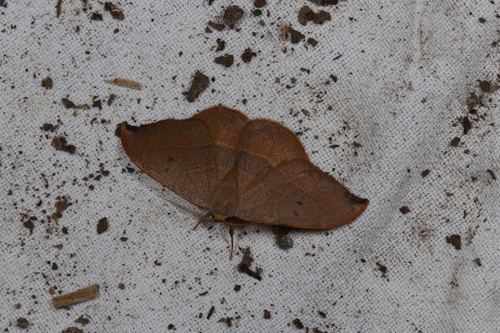 Spiny Hook-Tip, castel di guido, photo 6 of 10