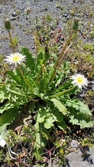 Taraxacum albidum
