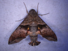 Perigonia lusca