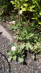 Taraxacum albidum