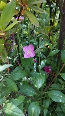 Oenothera rosea