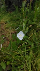 Oenothera rosea