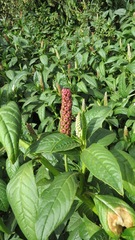 Phytolacca rugosa