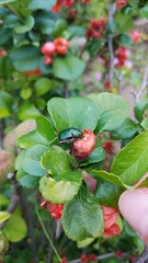 Anomala octiescostata