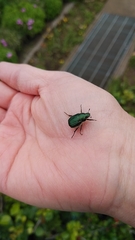 Anomala octiescostata