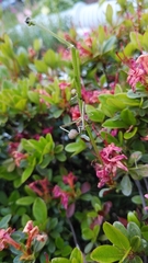 Tenodera sinensis