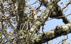 Dryobates stricklandi