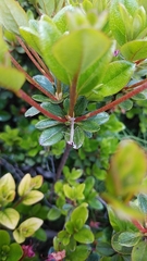 Tenodera sinensis