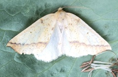 Neoterpes edwardsata