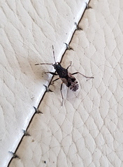 Euander lacertosus