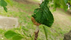 Aphididae