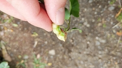 Aphididae