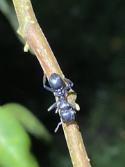 Cephalotes atratus