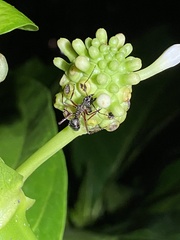 Dolichoderus attelaboides