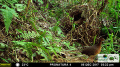 Crypturellus cinnamomeus