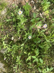 Erigeron pulchellus pulchellus