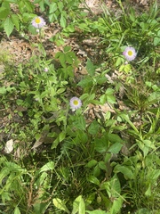 Erigeron pulchellus pulchellus
