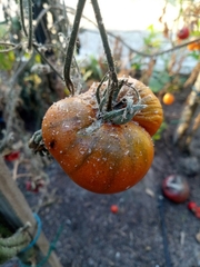 Bactericera cockerelli