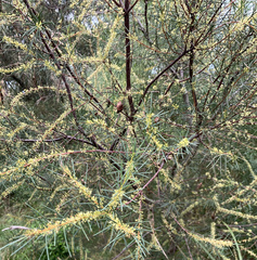 Hakea nodosa