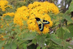 Chrysocale splendens