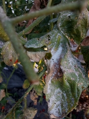 Bactericera cockerelli