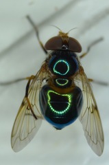 Copestylum vesicularium