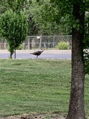 Meleagris gallopavo