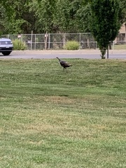 Meleagris gallopavo