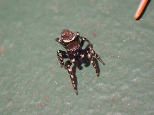 Pelegrina aeneola photo 5