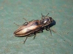 Liotrichus umbripennis