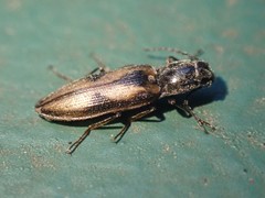 Liotrichus umbripennis