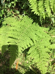 Acystopteris tenuisecta