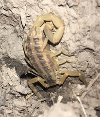 Centruroides vittatus