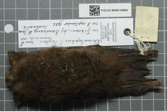 Woolly Horseshoe Bat photo 3