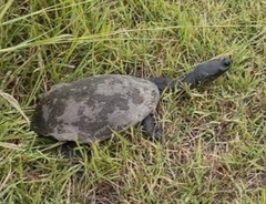 Chelodina expansa