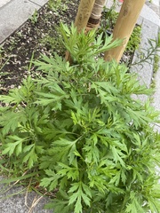 Artemisia princeps