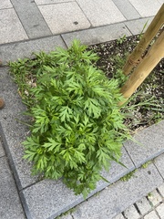 Artemisia princeps