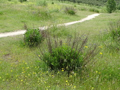 Dittrichia viscosa