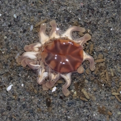 Peachia quinquecapitata