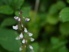 Sohmaea laxiflora