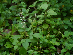 Sohmaea laxiflora