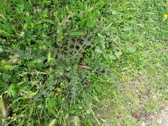 Scolymus hispanicus