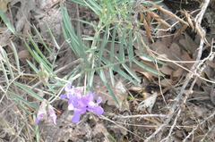 Lathyrus pauciflorus